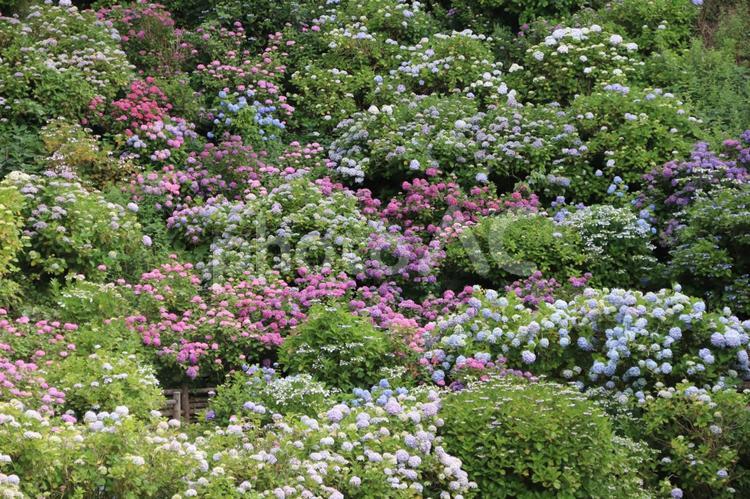 あじさい畑 アジサイ,あじさい,紫陽花の写真素材