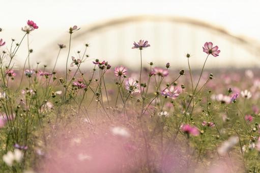 夕方のコスモス畑 夕方のコスモス畑 秋桜,コスモス畑,コスモスの写真素材
