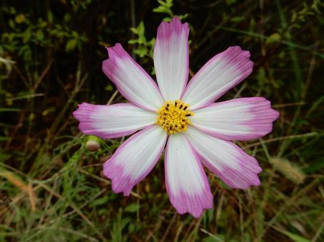 【花の写真】コスモス（秋桜） コスモス,秋桜,自然の写真素材
