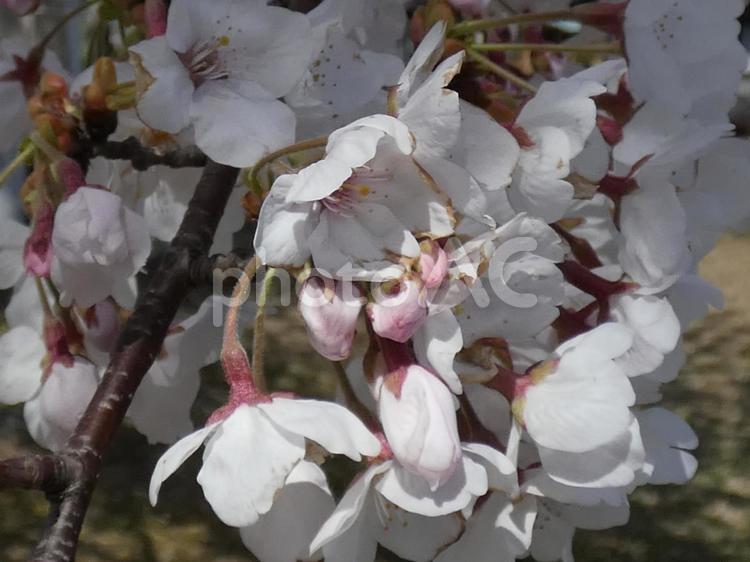 桜（ソメイヨシノ） 桜,ソメイヨシノ,染井吉野の写真素材