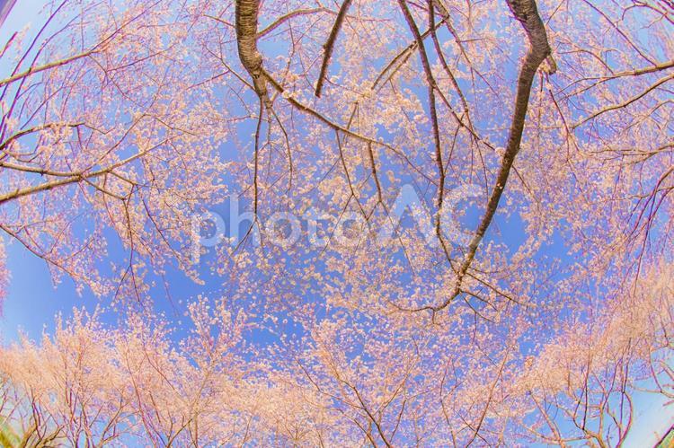 満開の桜と晴天の青空（調布飛行場） 桜,青空,晴天の写真素材