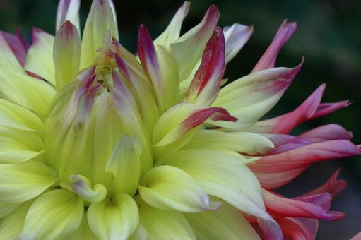 色鮮やかな大輪 色鮮やかな大輪 ダリア,花,キク科の植物の写真素材