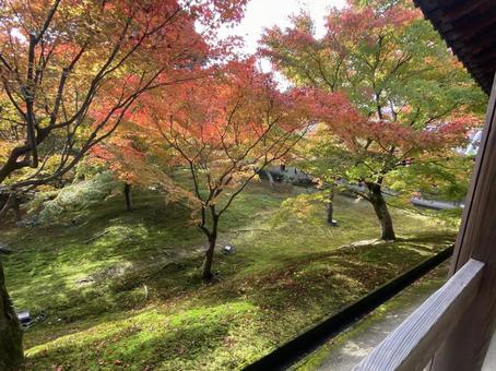 もみじ もみじ 自然,素材,寺院の写真素材