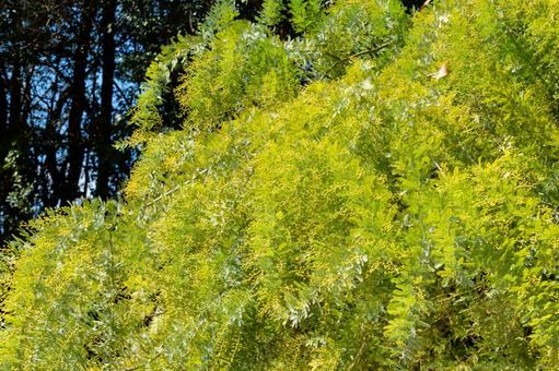 満開のミモザ（フサアカシア） ミモザ,フサアカシア,花の写真素材