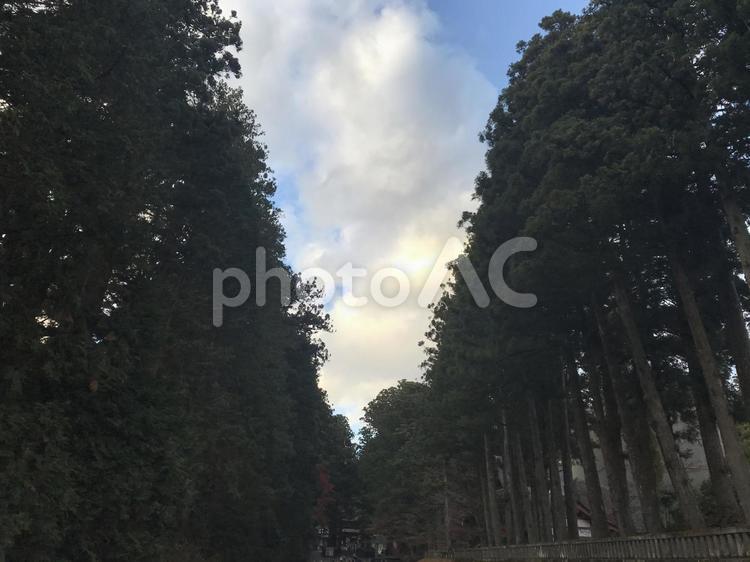 杉並木 杉並木 木洩れ日,樹,木々の写真素材