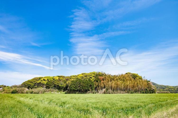 麦畑と青い空の風景 空,晴天,晴れの写真素材