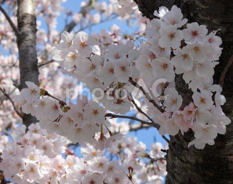 【桜の写真】桜が咲く風景 桜,さくら,サクラの写真素材