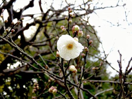 春を待ちきれずに開花した白梅の花 梅,白梅,木の写真素材