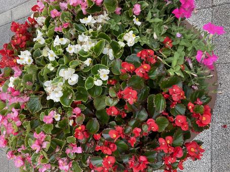 寄せ植えのベゴニア01 寄せ植えのベゴニア01の写真