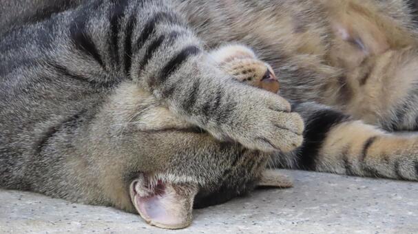 お昼寝から目覚めたいけど起きられない猫様 猫,キジトラ,眠り猫の写真素材