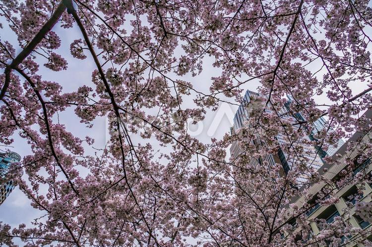 曇天の空と六本木の満開桜 サクラ,桜,六本木の写真素材