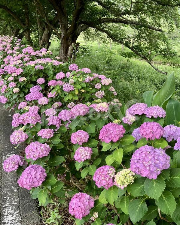 紫陽花（アジサイ・あじさい）ピンク 紫陽花,アジサイ,あじさいの写真素材