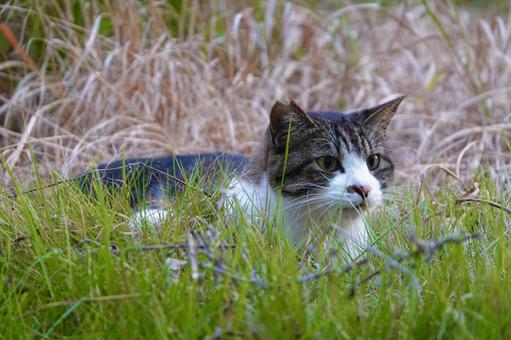 草むらから顔を出すキジシロ猫 ネコ,保護猫,猫の写真素材