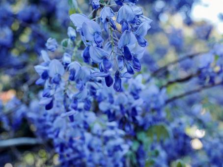 Landscape with wisteria flowers, JPG Landscape with wisteria flowers, JPG