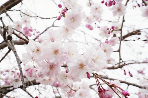 ふんわりとしたヤエザクラ2 桜,さくら,八重桜の写真素材