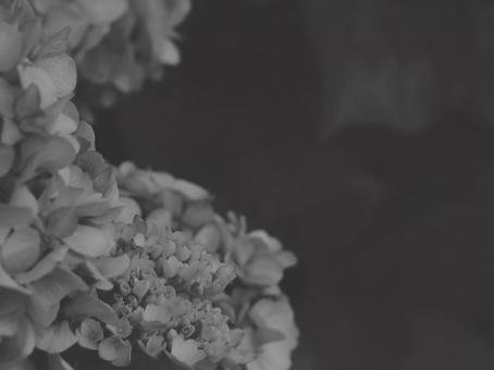 紫陽花 [白黒/淡]版 縦横4:3 白黒,モノクロ,グレースケールの写真素材
