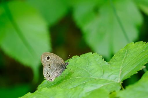 Photo, early summer, butterfly, five-ring satyrs, 