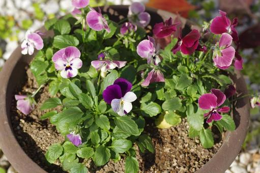鉢に定植したビオラ ビオラ,花,鉢の写真素材