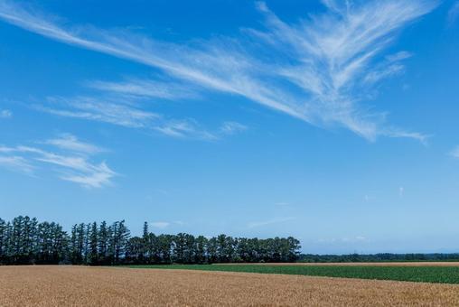麦畑と青空 麦畑と青空の写真