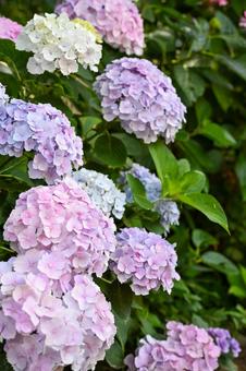 紫陽花 紫陽花 アジサイ,色,花の写真素材