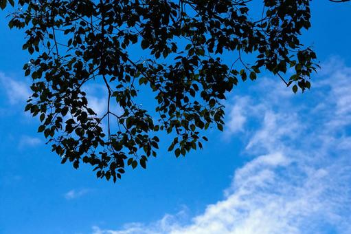 青空と大樹 青空,青,穏やかの写真素材
