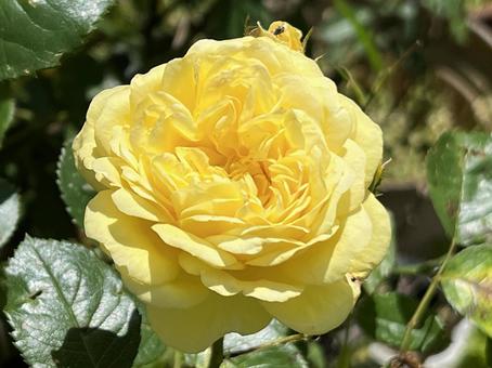 黄色のバラ バラ,薔薇,黄の写真素材