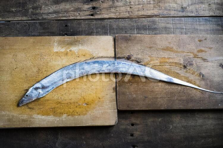 まな板二枚使いのタチウオ タチウオ,太刀魚,たちうおの写真素材