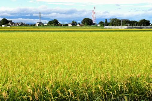 広がる田んぼの写真