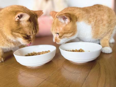 仲良く食事する茶トラ猫 仲良く食事する茶トラ猫 猫,茶トラ,食事の写真素材