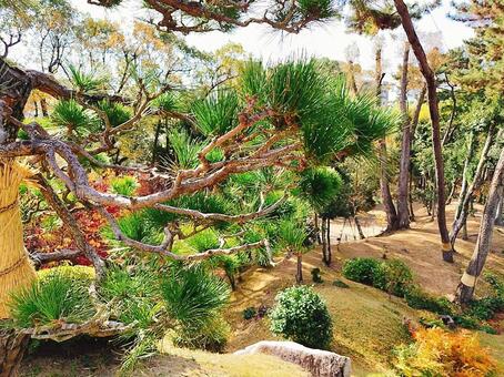 松の木が生えている風景 松の木,松,植物の写真素材