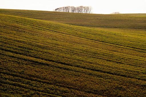 午後の光が畝を照らす別海町の起伏する大地 樹木,起伏,草原の写真素材