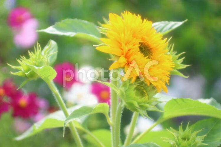 ふわふわのヒマワリ　5 ひまわり,ひまわり畑,花の写真素材