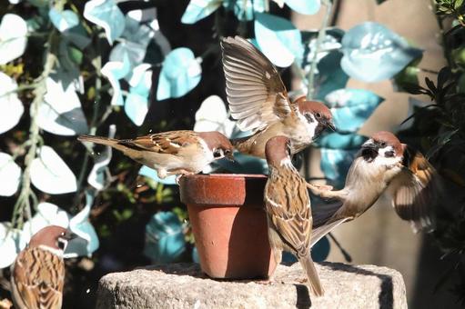 すずめ餌場群れの写真
