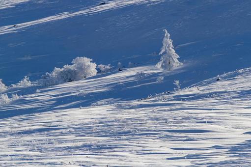 雪原に立つ霧氷の木 雪原に立つ霧氷の木 雪,冬,雪原の写真素材
