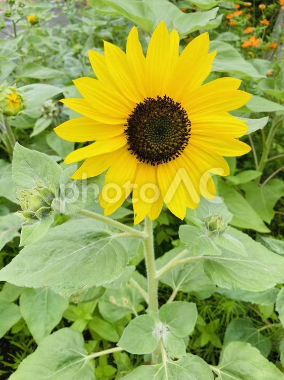 夏の日差しを浴びる一輪の向日葵背景素材 向日葵,夏,花の写真素材