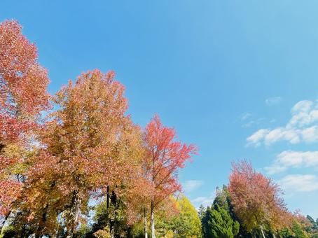 紅葉 紅葉の写真