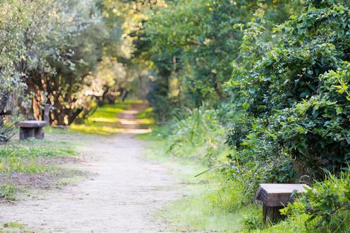 奥へ続く柔らかな光に包まれた散策路 小道,遊歩道,道の写真素材