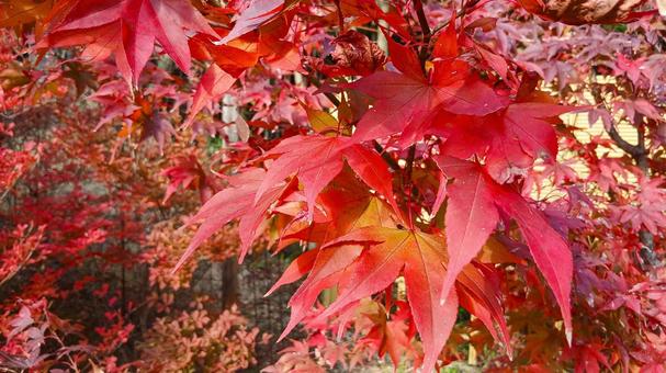 紅葉したもみじ 紅葉,もみじ,赤の写真素材