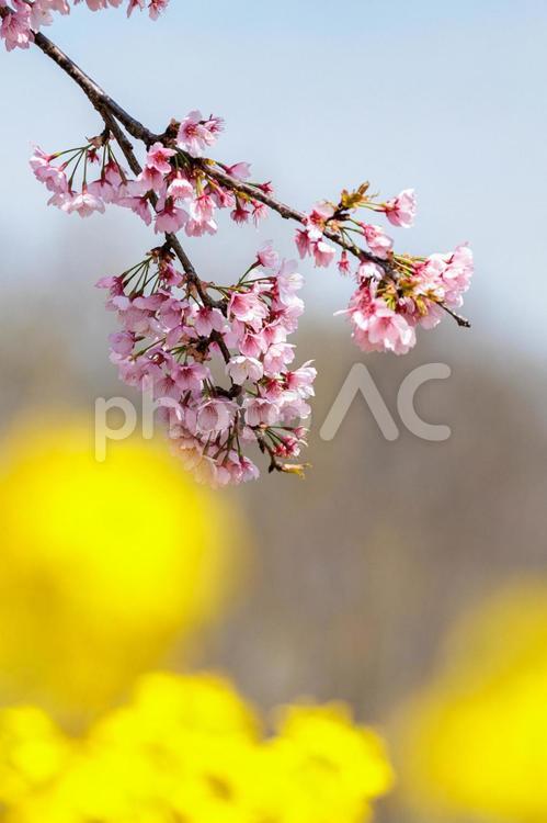 早くも満開の早咲きの河津さくら 春,桜,花の写真素材