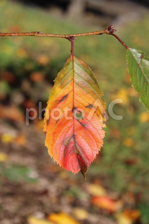 秋の風景06＿紅葉 秋,紅葉,屋外の写真素材