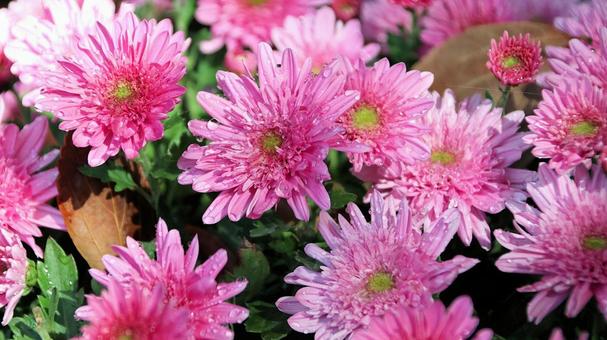 楽寿園の菊まつりにて 菊,秋,花の写真素材