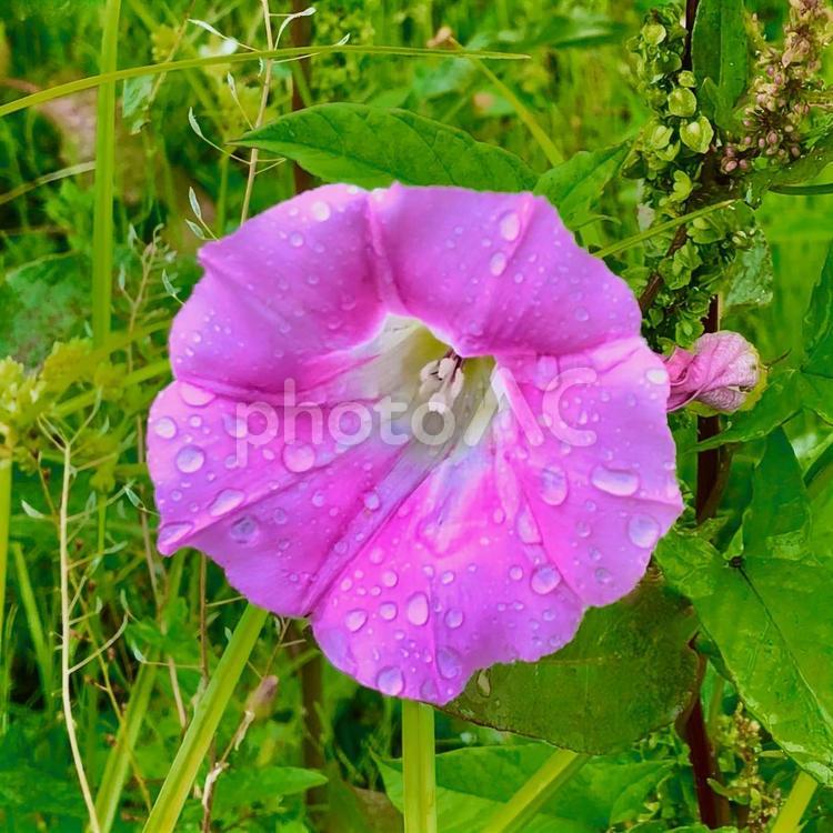 雨上がりの朝顔 朝顔,花,雫の写真素材