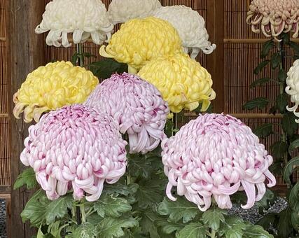 大菊厚物観賞用3色 植物,きれい,菊の写真素材