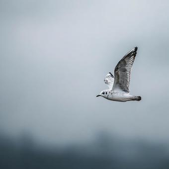 広大な空を悠々と飛ぶカモメ 広大な空を悠々と飛ぶカモメの写真