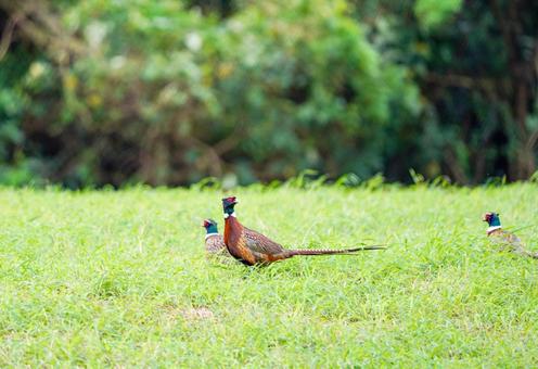 Korean Pheasant, JPG Korean Pheasant, JPG