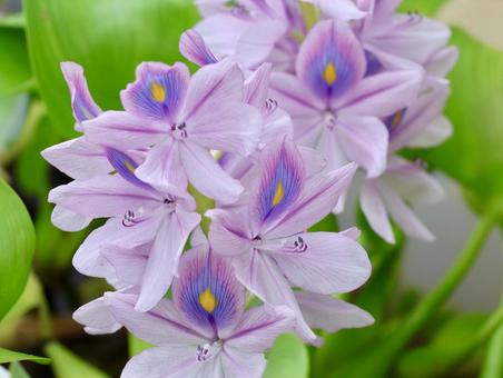 ホテイアオイ ホテイアオイの写真