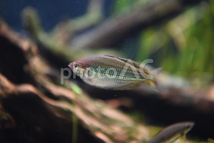 メラノタエニア・セクスリニアータ レインボーフィッシュ,淡水魚,魚の写真素材