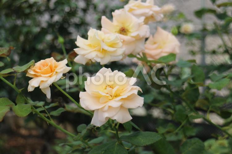 何輪も咲く見事な薔薇 バラ,黄色いバラ,何輪もの写真素材