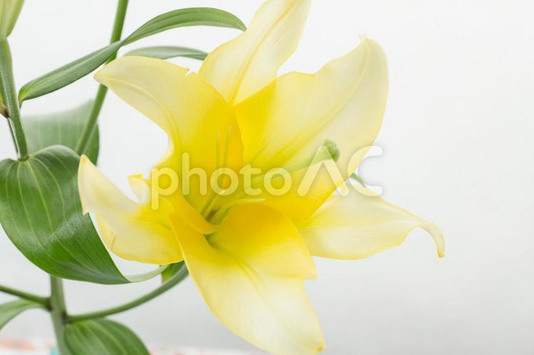 黄色いゆりの花イメージ01 百合,黄色,夏の写真素材
