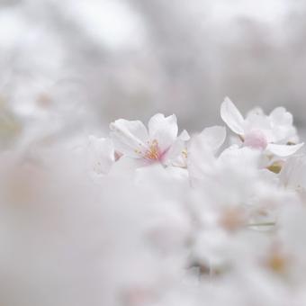 cherry blossoms, JPG cherry blossoms, JPG